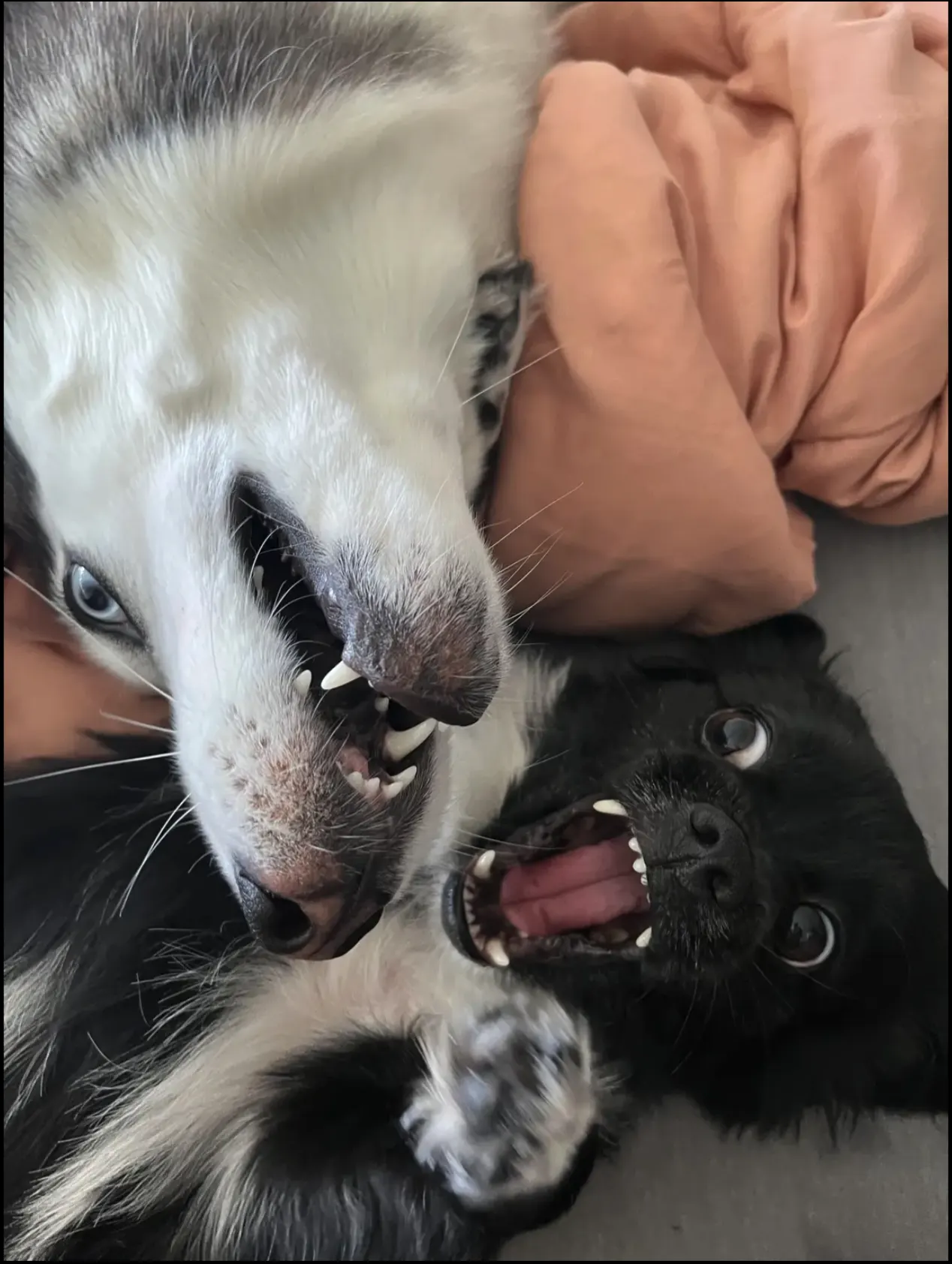Playful cats showing their personalities